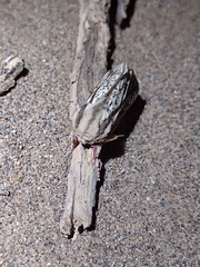 Giacomellia bilineata