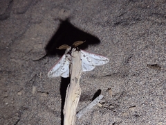 Giacomellia bilineata