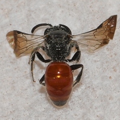 Sphecodes mandibularis