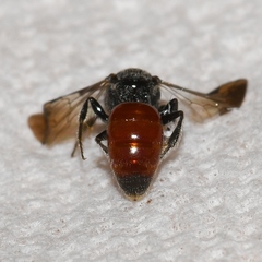 Sphecodes mandibularis