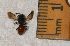 Sphecodes mandibularis