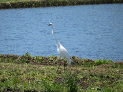 Ardea alba modesta