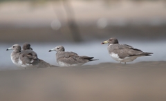 Ichthyaetus hemprichii