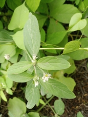 Alternanthera pubiflora