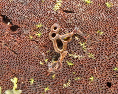 Willkommlangea reticulata