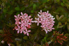 Ixora coccinea