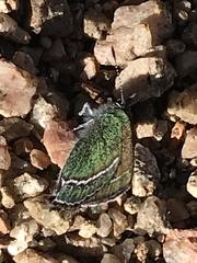 Callophrys mcfarlandi