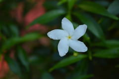 Jasminum polyanthum