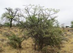 Ximenia