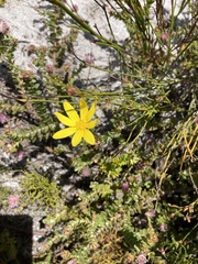 Osteospermum polygaloides