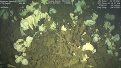 Aphrocallistes