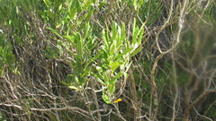 Olea exasperata