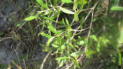 Olea exasperata