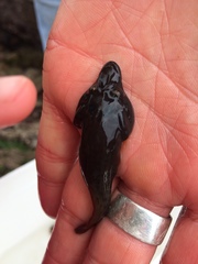 Lepadogaster purpurea