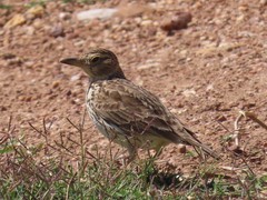 Galerida magnirostris magnirostris