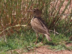 Galerida magnirostris magnirostris