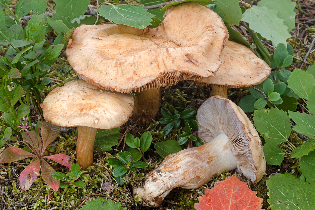 Thaxterogaster malachioides