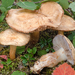 Cortinarius malachioides - Photo (c) Federico Calledda, some rights reserved (CC BY-NC), uploaded by Federico Calledda