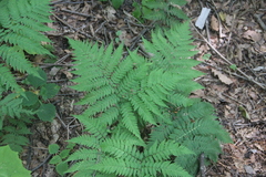 Dryopteris goeringiana