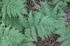 Dryopteris goeringiana