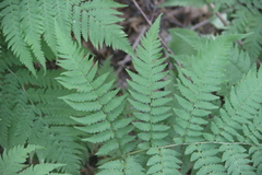 Dryopteris goeringiana