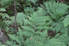 Dryopteris goeringiana