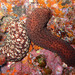 Variable Sea Cucumber - Photo (c) Sylvain Le Bris, some rights reserved (CC BY-NC), uploaded by Sylvain Le Bris