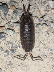 Porcellio ornatus