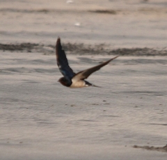 Hirundo rustica