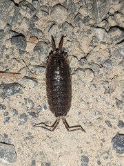 Porcellio ornatus