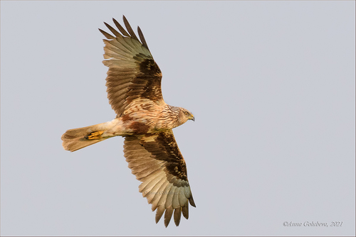 Eastern Marsh Harrier