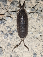 Porcellio ornatus