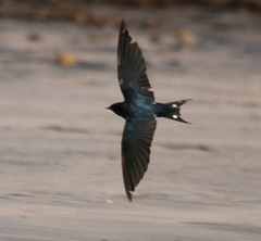 Hirundo rustica