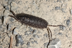 Porcellio ornatus