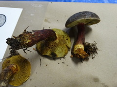 Xerocomellus atropurpureus