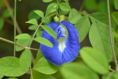 Clitoria ternatea