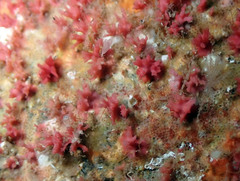 Miniacina miniacea