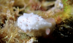 Dendrodoris coronata