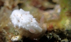 Dendrodoris coronata