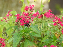 Xylocopa virginica image