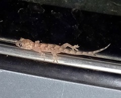 Hemidactylus mabouia