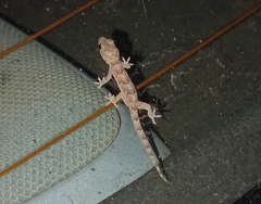 Hemidactylus mabouia