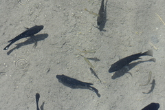 Herichthys minckleyi