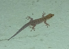 Lygodactylus chobiensis