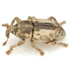Notiodes punctatus