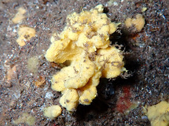 Axinella damicornis
