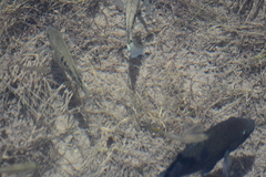 Herichthys minckleyi