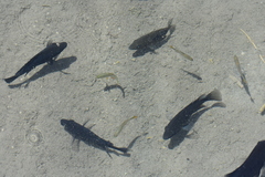 Herichthys minckleyi