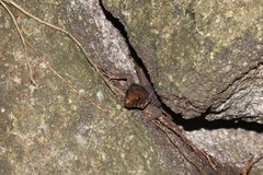 Lepidophyma smithii