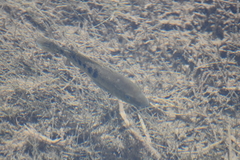 Herichthys minckleyi